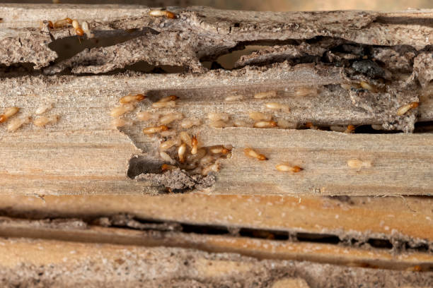 Best Rat Extermination Near Me  in Savanna, IL