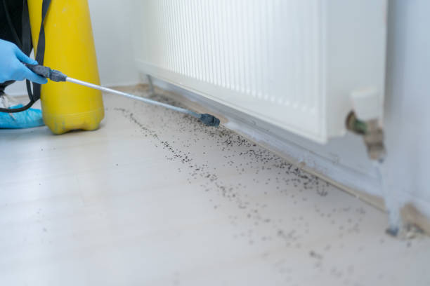 Best Affordable Pest Control Services  in Savanna, IL